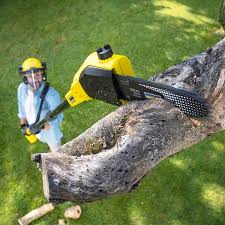 Seasonal Cleanup (Spring/Fall) in Elkhorn City, KY
