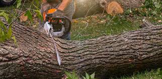 Best Utility Line Clearance  in Elkhorn City, KY