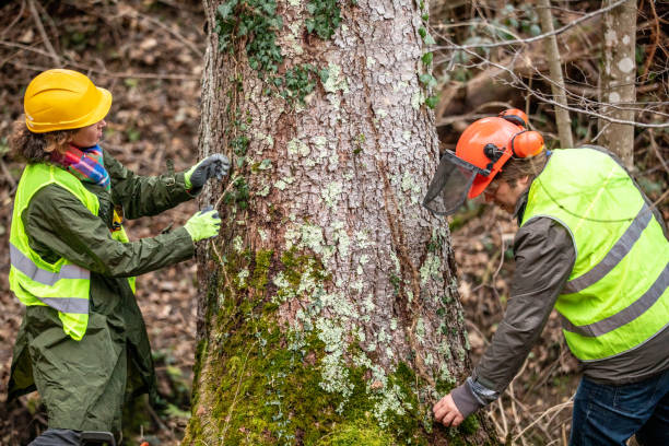 How Our Tree Care Process Works  in  Elkhorn City, KY