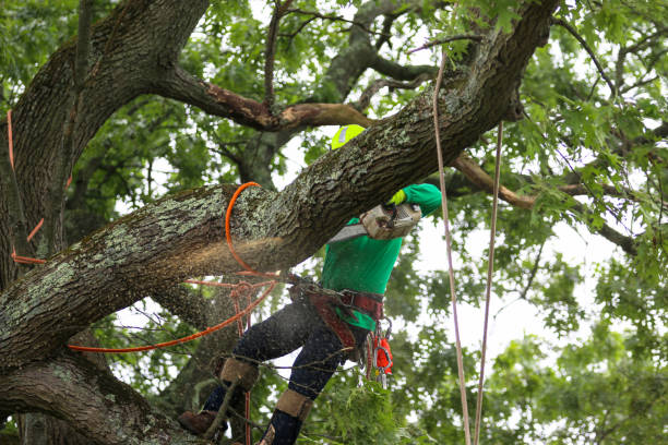 Best Root Management and Removal  in Elkhorn City, KY