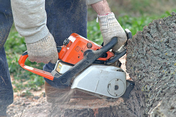 Best Lawn Disease Treatment  in Elkhorn City, KY