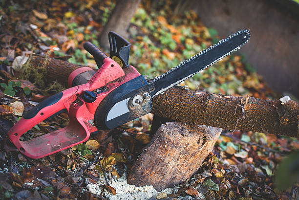 Best Tree Risk Assessment  in Elkhorn City, KY