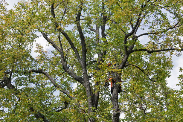 Professional Tree Care in Elkhorn City, KY