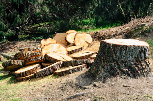Best Tree Maintenance Programs  in Elkhorn City, KY